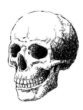 Side view of skull Stock Illustration