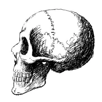 Side view of skull イラスト素材