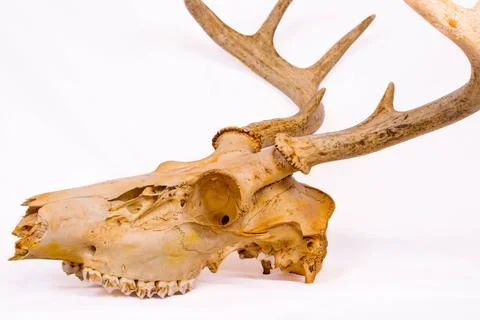 Side view of a skull from a white-taild deer buck in Wisconsin Stock Photos