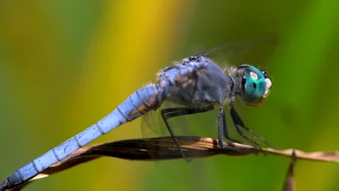 Side view slow motion macro blue dragonfly flies off plant Stock Footage 111884877