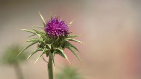 Side view of slow motion video of a thistle in bloom during sunny day 스톡 동영상 239021160