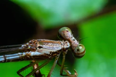 Side view of a small dragonfly Stock Photos