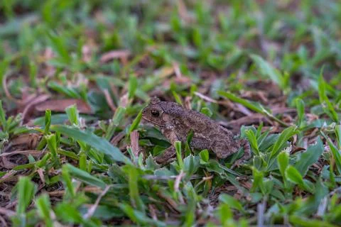 Side view of small frog sitting on the lawn Stock Photos