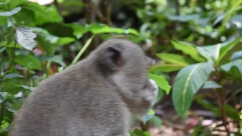 Side view of small monkey in bali forest Stock Footage 81691087