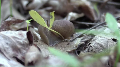 Side view of snail eating plants on forest floor very close view Stock Footage 58957715