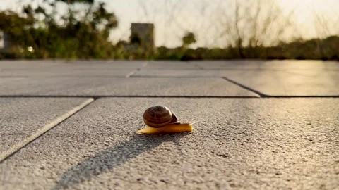 Side view of snail moving on the street Stock Footage 291085202