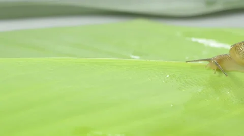 Side view of snail sliding 스톡 동영상 41872111