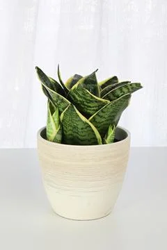 Side view of snake plants on a white background Stock Photos