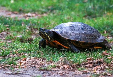 Side view of a snapping turtle laying eggs in dirt Stock Photos
