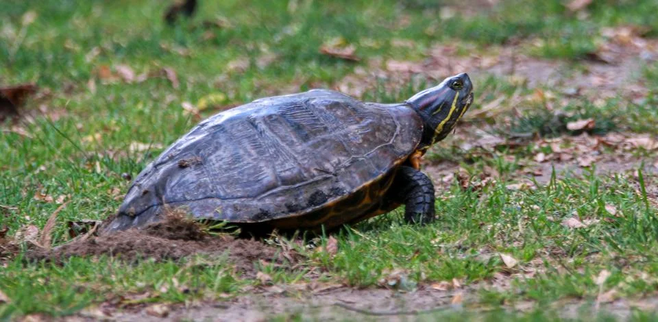 Side view of a snapping turtle laying her eggs in grass across from a pond Stock Photos