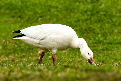 Side view of snow goose rooting for food 写真素材