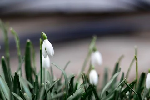 Side view. Snowdrop spring flowers in a clearing in the forest. Blur soil. Sn Stock Photos