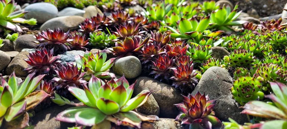 Side view of some different green and red succulents that grow next to stones. Stock Photos