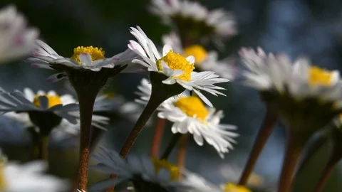 Side view of some fresh field daisies Stock Footage 109271989