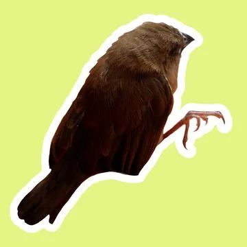 Side View of a Sparrow Cut-Out – Perfect for Stickers &amp; Designs Stock Photos