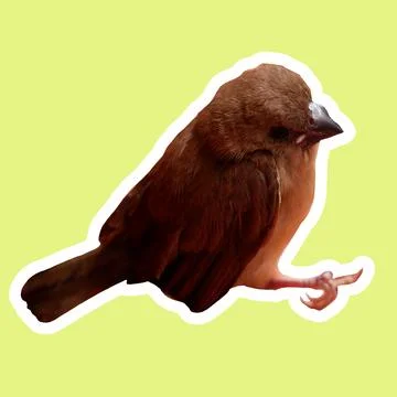Side View of a Sparrow Cut-Out – Perfect for Stickers &amp; Designs Stock Photos