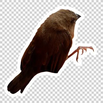 Side View of a Sparrow Cut-Out – Perfect for Stickers &amp; Designs Stock Photos