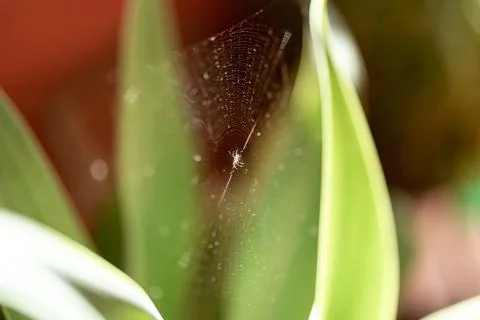 Side view of a spider in the center of a spider's web Stock Photos