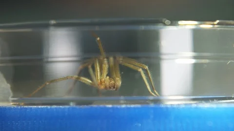 Side-View| Spider In Plastic Container, Lab Scene Stock Footage 110889619