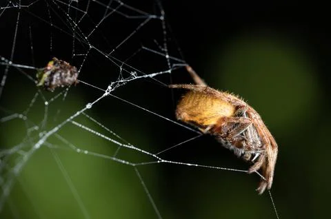 Side view of spider sitting on web Stock Photos