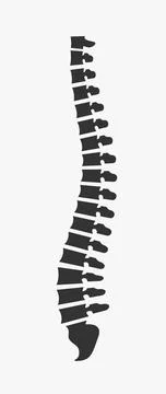 Side view of the spine on a white background Stock Illustration