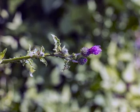 Side View of Spiny Thistle Branch with Flower Buds Stock Photos