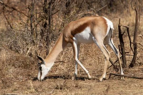 A side view of a springbok grazing during the dry season in the bushveld. Stock Photos