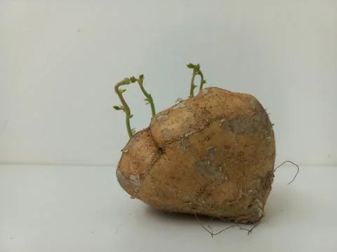 Side View of Sprouted Jicama Tuber Studio Shot Foto stock