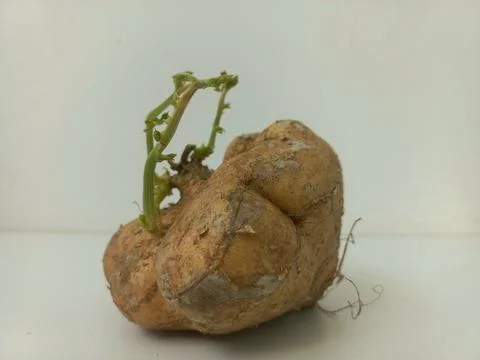 Side View of Sprouted Yam Bean Tuber Studio Shot Stock Photos