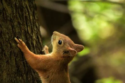 Side view of squirrel close against a background of green forest 写真素材