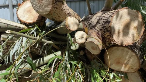 Side view of stacked pile showing tree rings. The willow was chopped into stumps Stock Footage 246072534