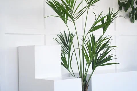 Side view, stand layout for product presentation. Minimal concept. Abstract Stock Photos