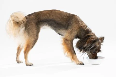 Side view of a standing dog drinking water from its bowl. Multi-breed dog. 写真素材
