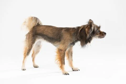 Side view of a standing dog looking ahead. Multi-breed dog. Photos