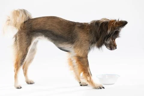Side view of a standing dog looking at its bowl. Multi-breed dog. Stock-Fotos
