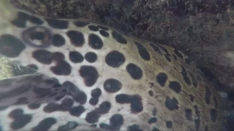 Side view steady underwater close up shot of spotted moray eel, Indonesia 库存影片 162047885