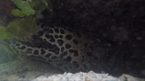 Side view steady underwater close up shot of spotted moray eel, Indonesia Stock Footage 162048741