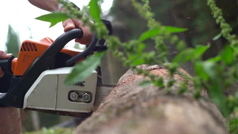 Side view of Sthil chainsaw cutting massive wooden log in forest area Stock Footage 159787208