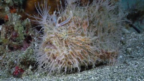 Side view of a Striated Frogfish or Hairy Frogfish (Antennarius striatus) 60fps 스톡 동영상 339844107