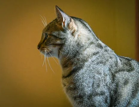 Side view of striped grey cat Stock Photos