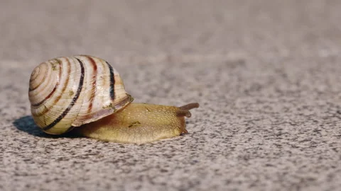 Side View of Striped Land Snail Crawling Across Rough Pavement Stock Footage 343499537