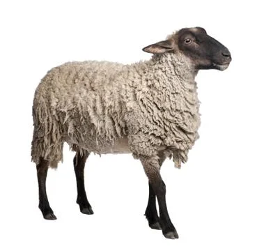Side view of a Suffolk sheep - (6 years old) Stock Photos