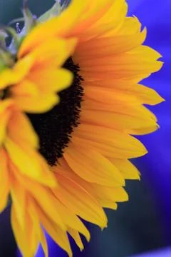 Side view of a sunflower Stock Photos