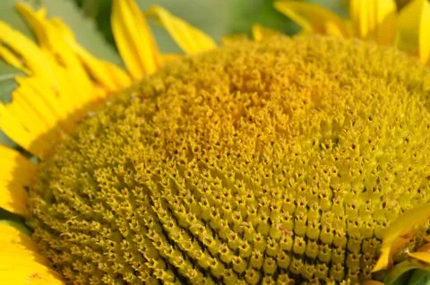 Side view of sunflower Foto stock