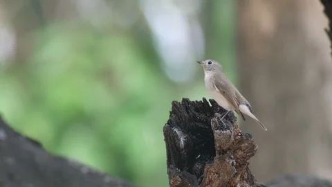 Side view of Taiga Flycatcher on the stump Stock Footage 88289576