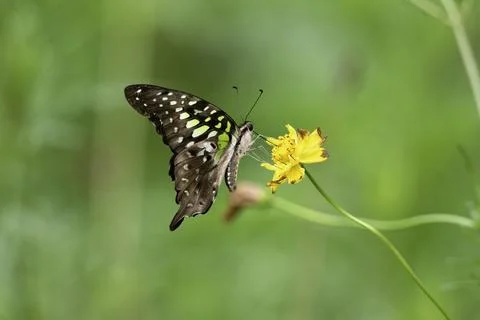 Side view of a Tailed jay butterfly feeding on a yellow flower Stock Photos