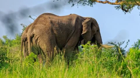 Side view of tails of two gignatic African bush elephant in savannah 스톡 사진