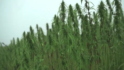 Side view of tall hemp plants swaying gently in open field with overcast sky Video stock 292603086
