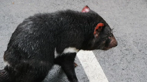 Side view of tasmanian devil on road Stock Footage 132375973