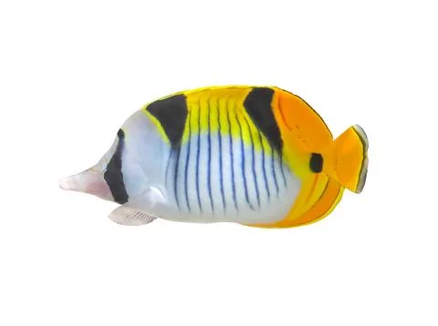 Side view of a Threadfin Butterflyfish, Chaetodon auriga, isolated on white Stock Photos